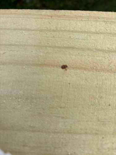 It is difficult to definitively identify the exact species from the provided image due to its small size and lack of clear features. However, based on the general appearance as a small, reddish-brown speck on wood, it could potentially be a species of mite or a very small beetle.
