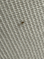 Carpet Beetle (likely Varied Carpet Beetle or Black Carpet Beetle larva)