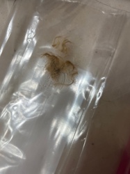 Not Applicable (No insect detected)