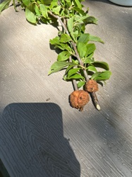 Oak Gall Wasp (specifically, the gall appears to be an Oak Apple Gall or a similar type common on oaks)