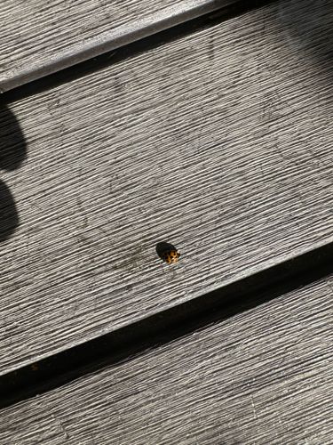 Ladybug (or Ladybird beetle)