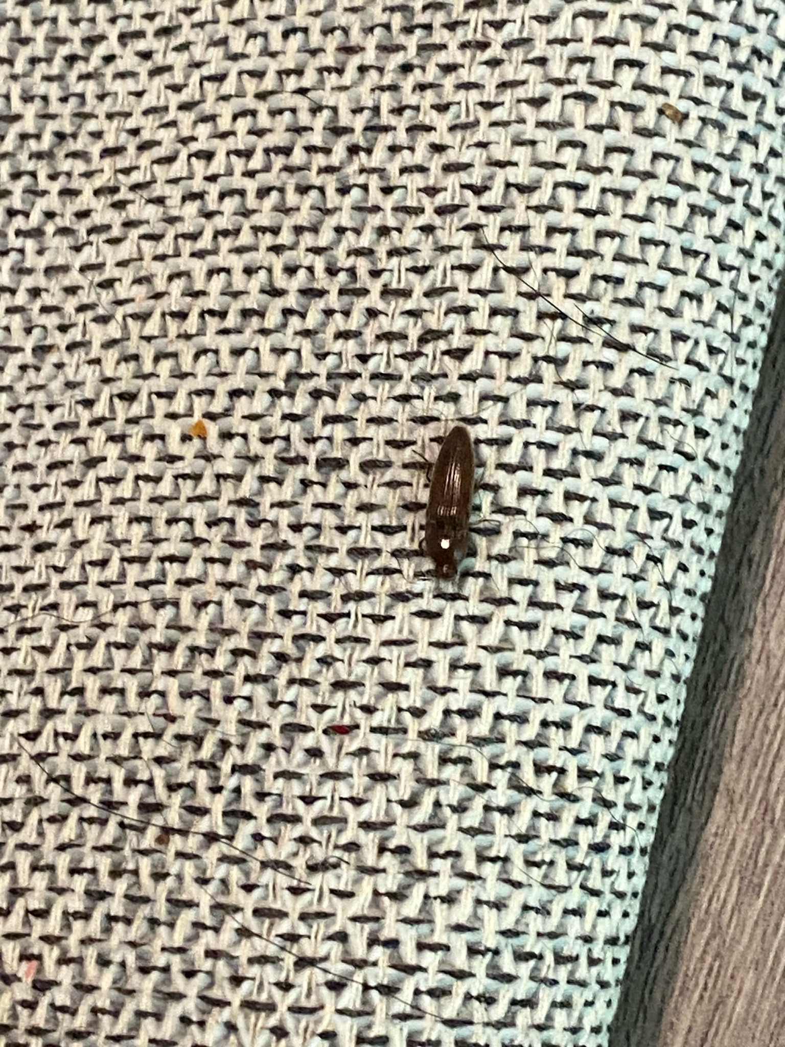 Click Beetle