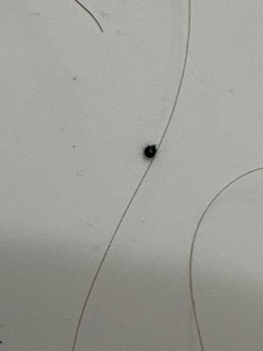 Head Louse