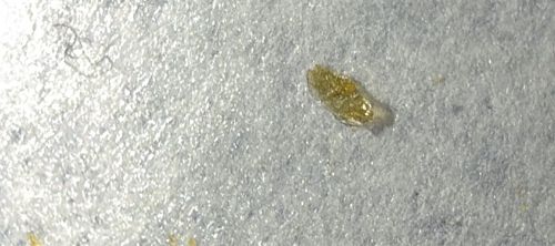 Plaster Bagworm (larval case)