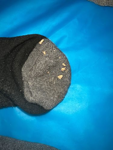 Clothing moth (Larva stage)