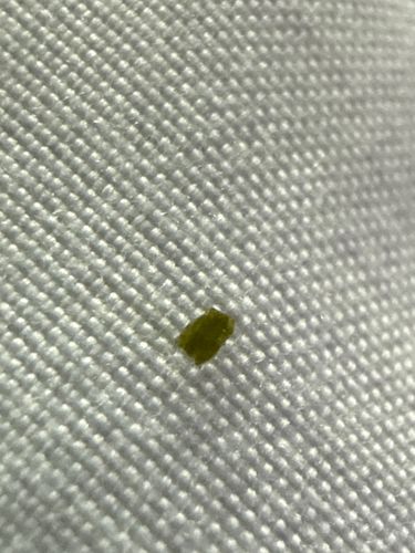Bed Bug (Nymph/Juvenile)