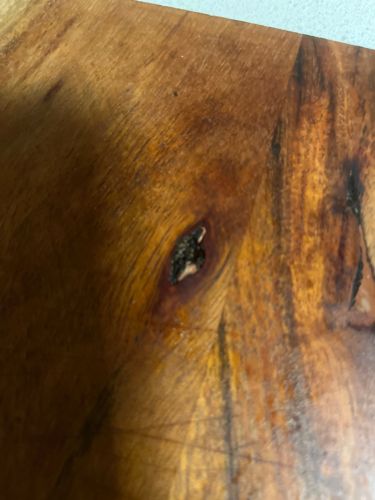 There is no identifiable insect or bug in the image.