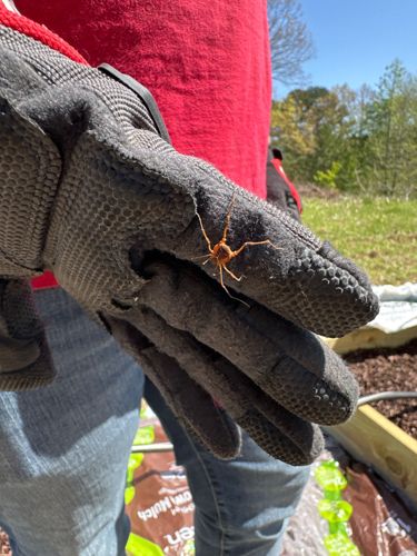 Harvestman (also known as Daddy Longlegs)