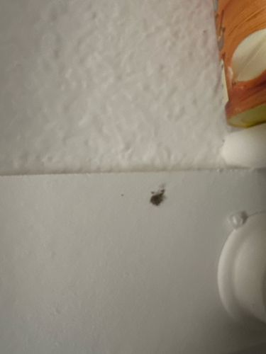 Cockroach (likely German Cockroach or American Cockroach based on typical indoor infestation)