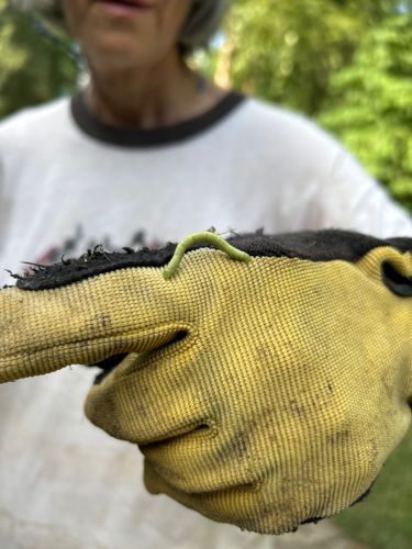 Inchworm (also known as Looper or Spanworm)