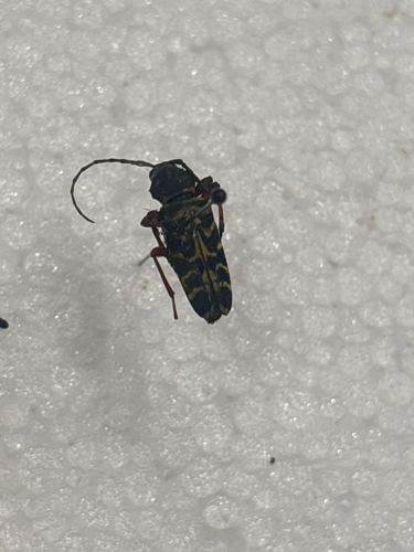 Longhorn beetle (likely a Flower Longhorn Beetle or similar species)