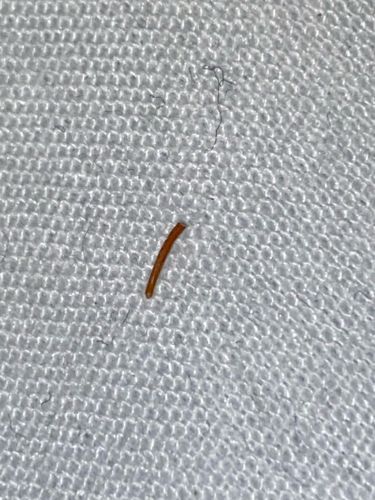 Wireworm (Click Beetle Larva)