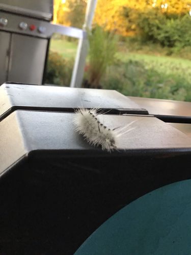 American Dagger Moth Caterpillar