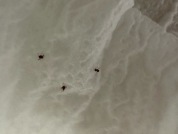 Tick (likely Deer Tick or Blacklegged Tick)