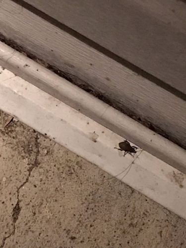 Cockroach (likely American Cockroach or similar large species)