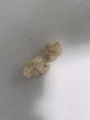 Masked Hunter (Nymph)