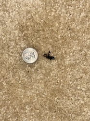 Ant (winged reproductive form)