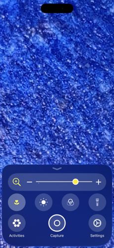 No insect identified