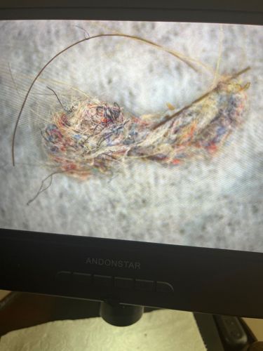 Household Casebearer Moth Larva