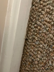 Not identifiable (no insect present)