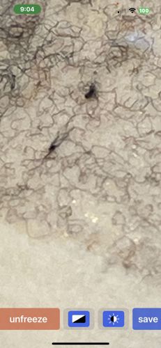 Fungus Gnat (likely)