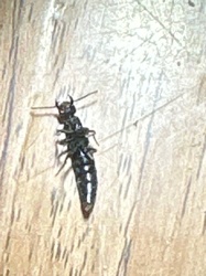 Rove Beetle