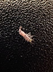 Antlion Larva (or Doodlebug)