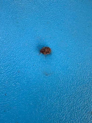 Carpet Beetle