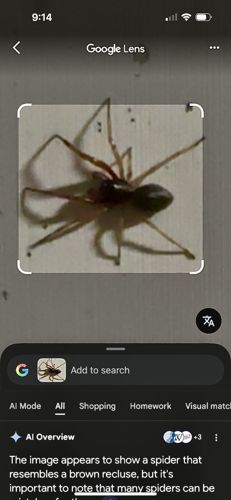 Brown Recluse Spider