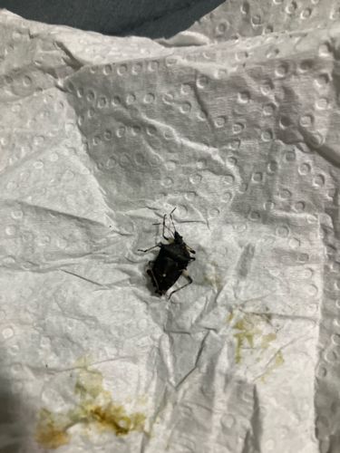 Brown Marmorated Stink Bug