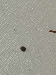 Drain Fly / Moth Fly / Filter Fly