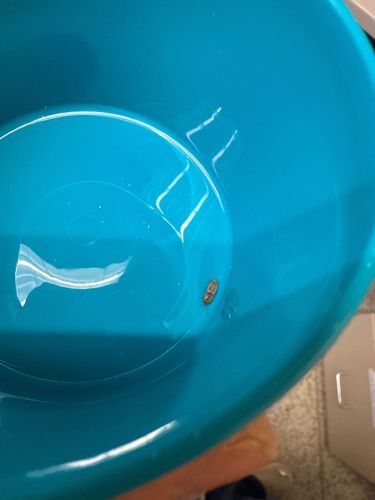 Carpet Beetle (larva)