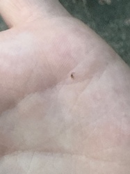 Black Fly