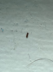 Saw-toothed Grain Beetle