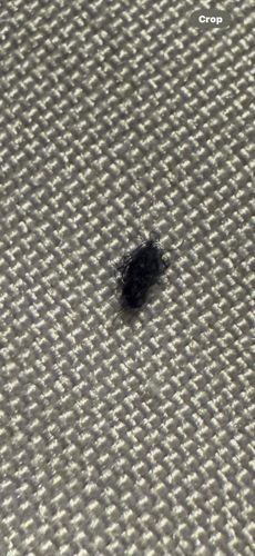 Carpet beetle (likely Black Carpet Beetle larva or similar species)