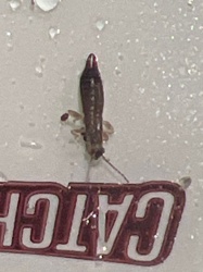 Antlion larva (or 'doodlebug')