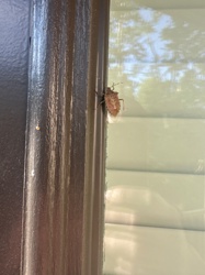 Brown Marmorated Stink Bug