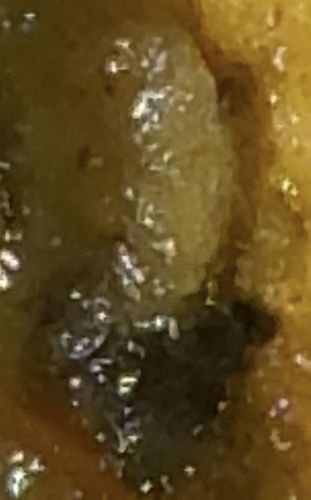 Drain Fly Larva