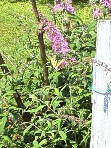 Eastern Tiger Swallowtail