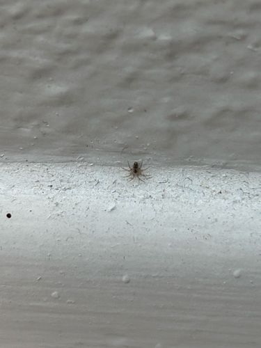 Common House Spider