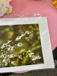 American Copper Butterfly