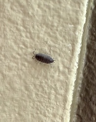 Woodlouse (specifically a Sowbug)