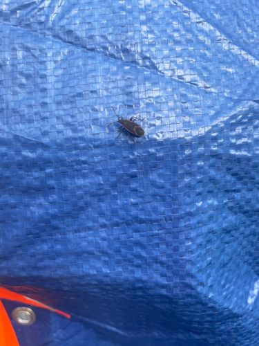 Boxelder Bug