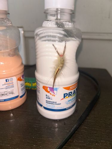 Tussock Moth Caterpillar (likely White-marked Tussock Moth or similar species)