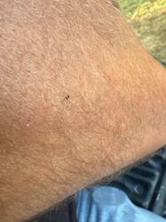 Ant (most likely a 'sugar ant' or similar small species)