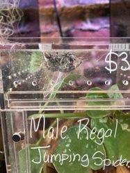 Regal Jumping Spider