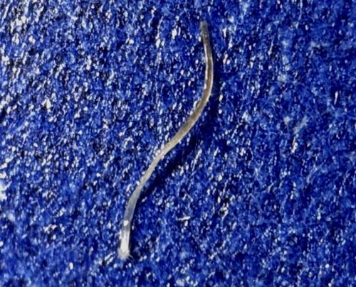 Fungus Gnat Larva