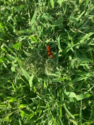 Spanish Fly, Blister Beetle
