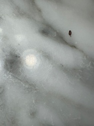 Bed Bug