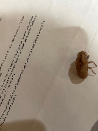 Cicada Exoskeleton (Nymphal Exuviae)